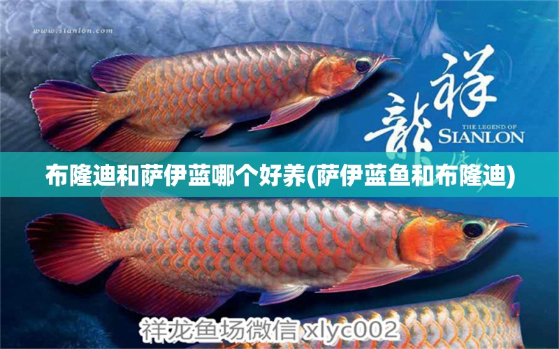 布隆迪和薩伊藍(lán)哪個(gè)好養(yǎng)(薩伊藍(lán)魚和布隆迪) 薩伊藍(lán)魚