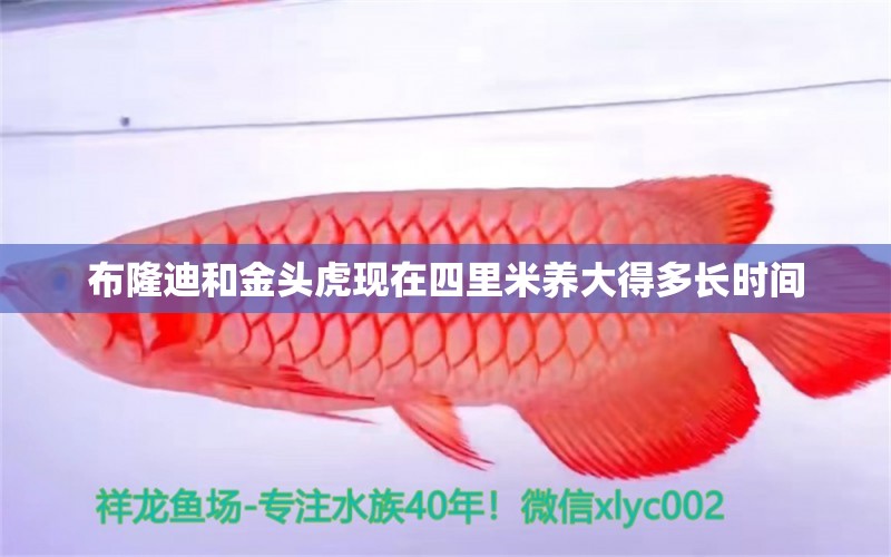 布隆迪和金頭虎現(xiàn)在四里米養(yǎng)大得多長時間 紅龍福龍魚