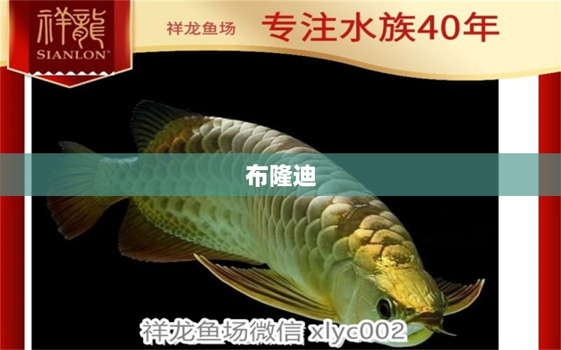 布隆迪 白子銀龍魚苗 第2張