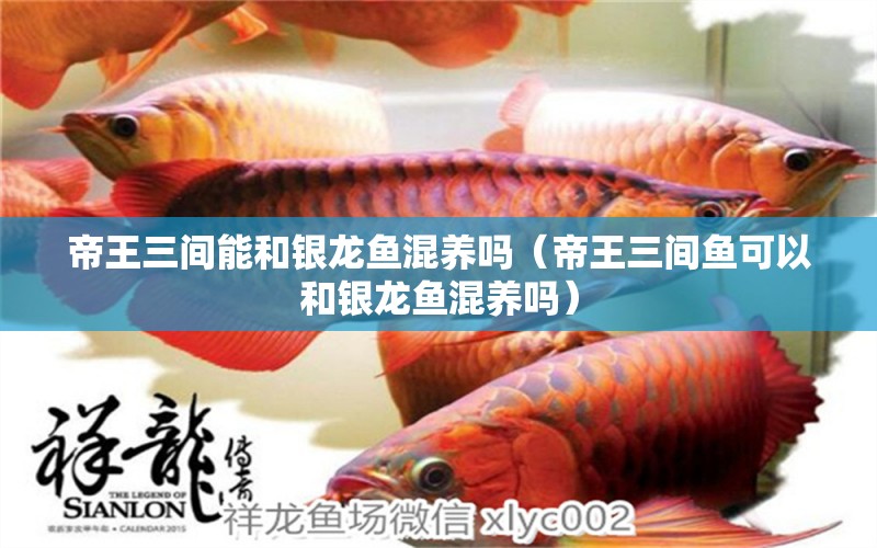 帝王三間能和銀龍魚混養(yǎng)嗎（帝王三間魚可以和銀龍魚混養(yǎng)嗎）