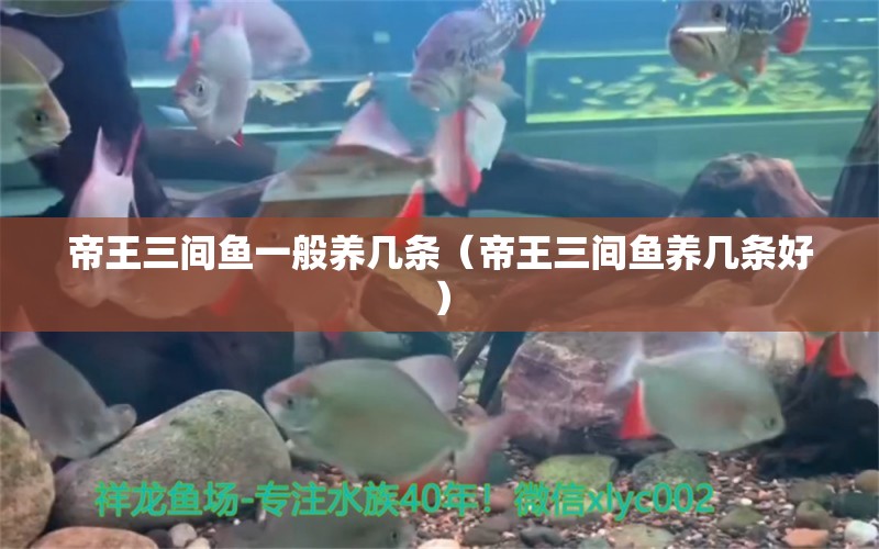 帝王三間魚一般養(yǎng)幾條（帝王三間魚養(yǎng)幾條好）