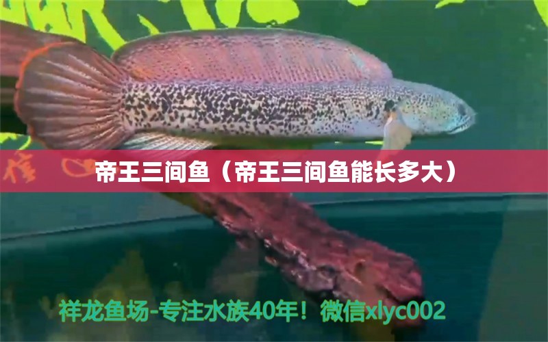 帝王三間魚（帝王三間魚能長多大）