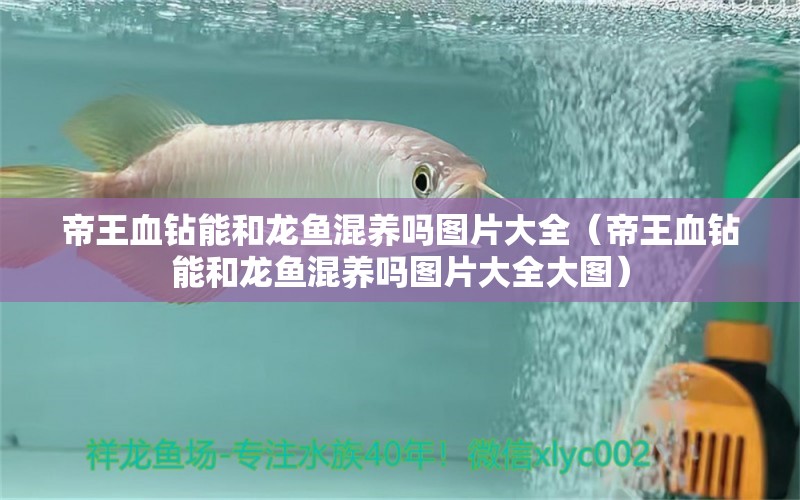 帝王血鉆能和龍魚混養(yǎng)嗎圖片大全（帝王血鉆能和龍魚混養(yǎng)嗎圖片大全大圖） 帝王血鉆