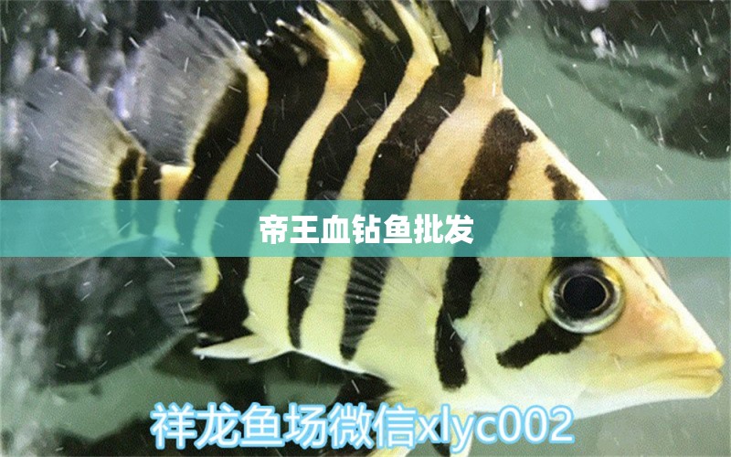 帝王血鉆魚批發(fā) 帝王血鉆