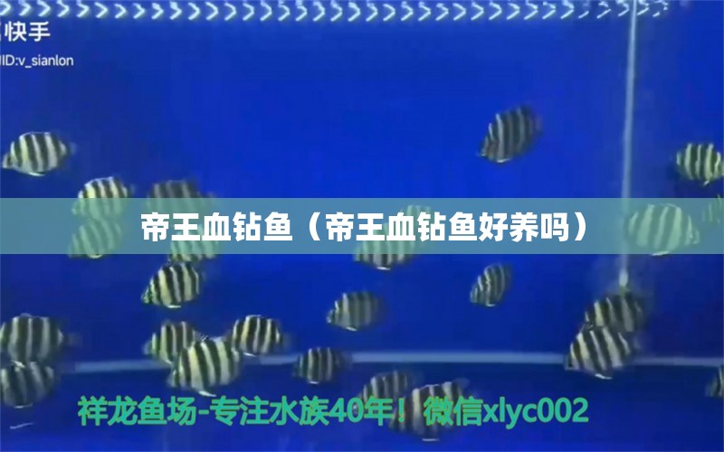 帝王血鉆魚（帝王血鉆魚好養(yǎng)嗎）