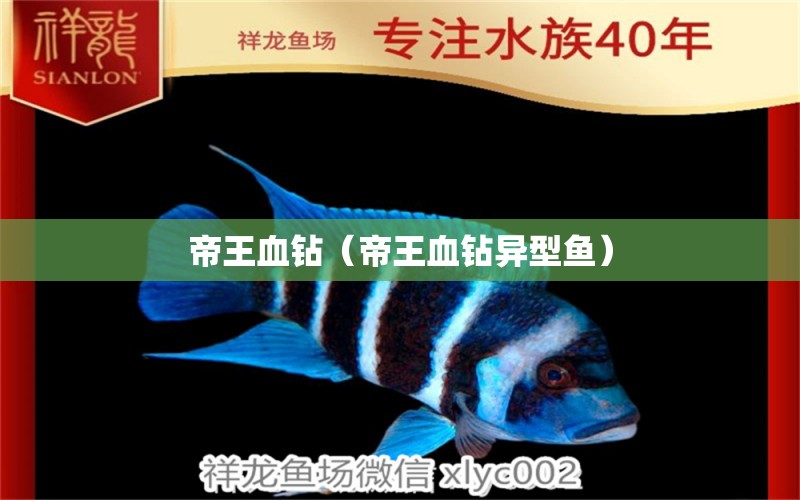 帝王血鉆（帝王血鉆異型魚） 帝王血鉆