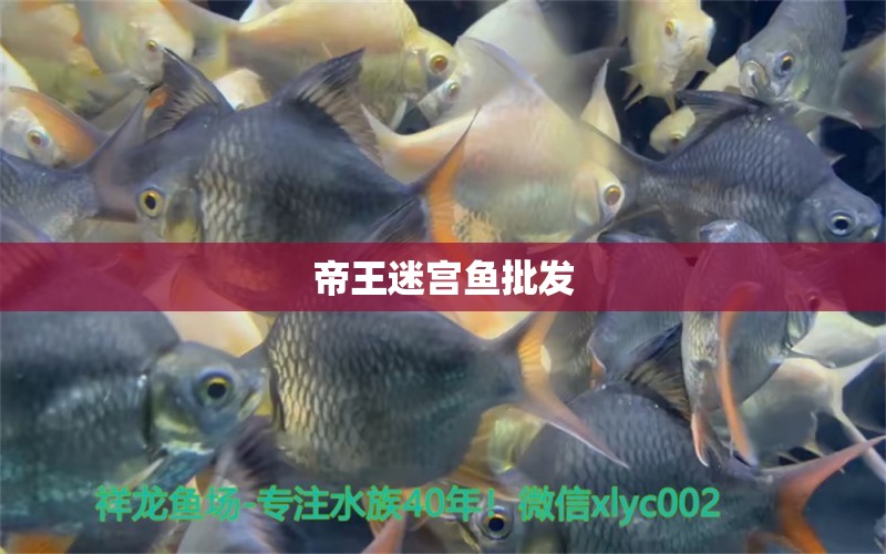 帝王迷宮魚(yú)批發(fā)