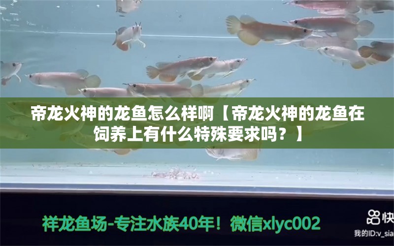 帝龍火神的龍魚怎么樣啊【帝龍火神的龍魚在飼養(yǎng)上有什么特殊要求嗎？】