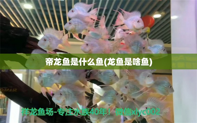 帝龍魚是什么魚(龍魚是啥魚) 銀龍魚