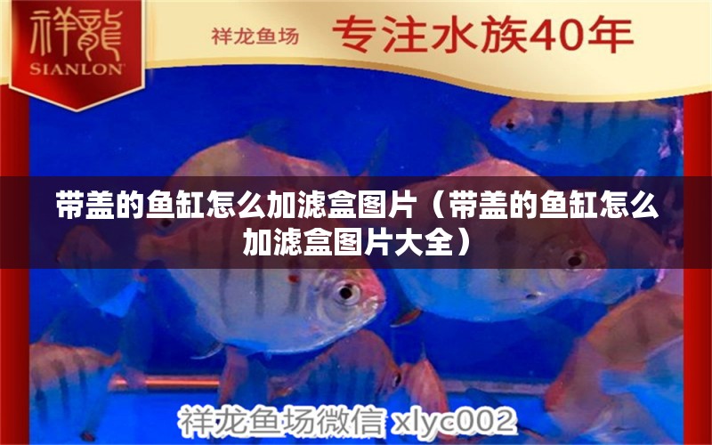 帶蓋的魚缸怎么加濾盒圖片（帶蓋的魚缸怎么加濾盒圖片大全） 祥龍水族醫(yī)院