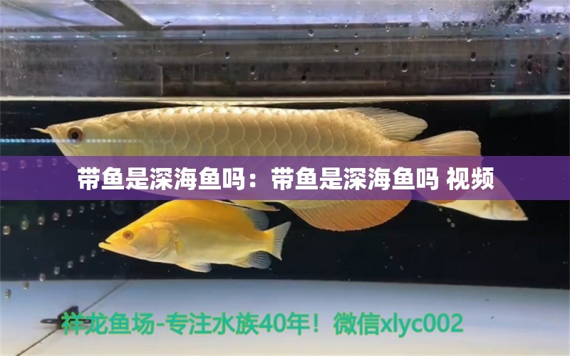 帶魚是深海魚嗎：帶魚是深海魚嗎 視頻