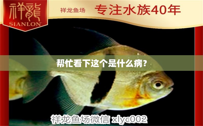 幫忙看下這個是什么?。?龍魚疾病與治療