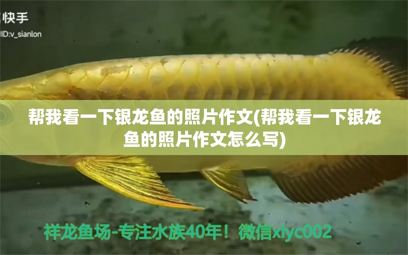 幫我看一下銀龍魚的照片作文(幫我看一下銀龍魚的照片作文怎么寫)