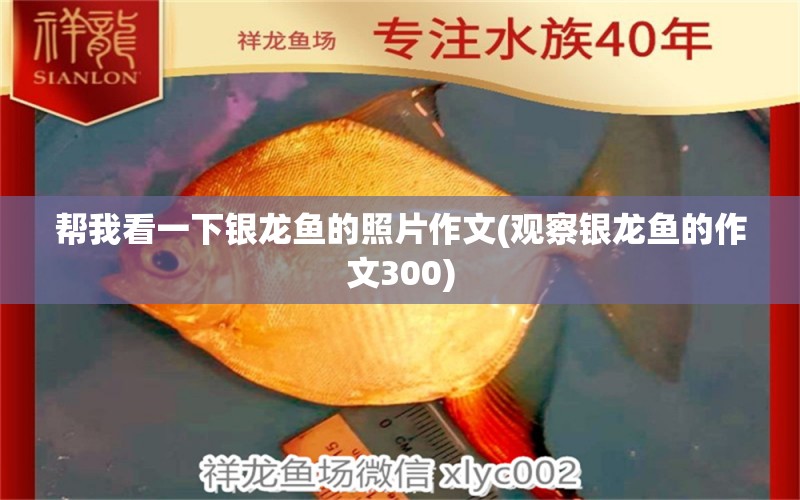 幫我看一下銀龍魚的照片作文(觀察銀龍魚的作文300)