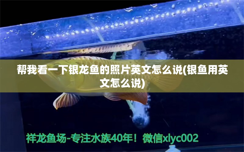 幫我看一下銀龍魚的照片英文怎么說(銀魚用英文怎么說) 銀龍魚