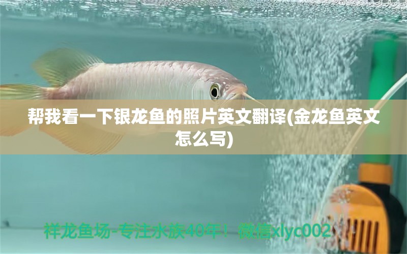 幫我看一下銀龍魚的照片英文翻譯(金龍魚英文怎么寫)