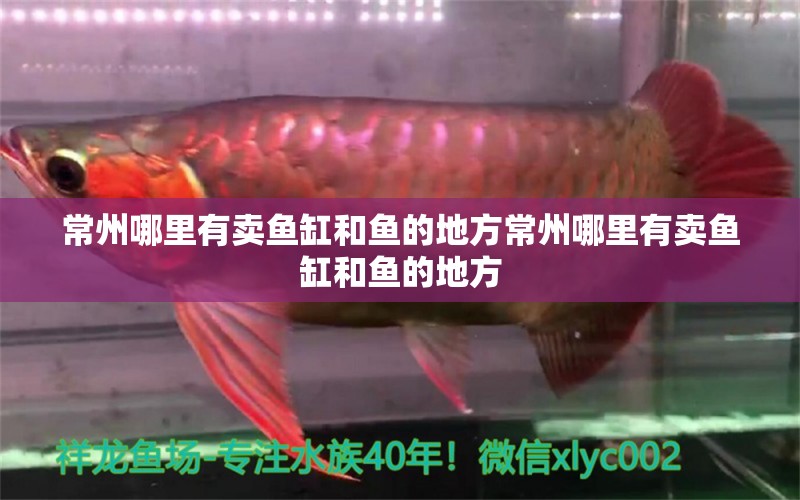 常州哪里有賣魚缸和魚的地方常州哪里有賣魚缸和魚的地方 帝王迷宮魚