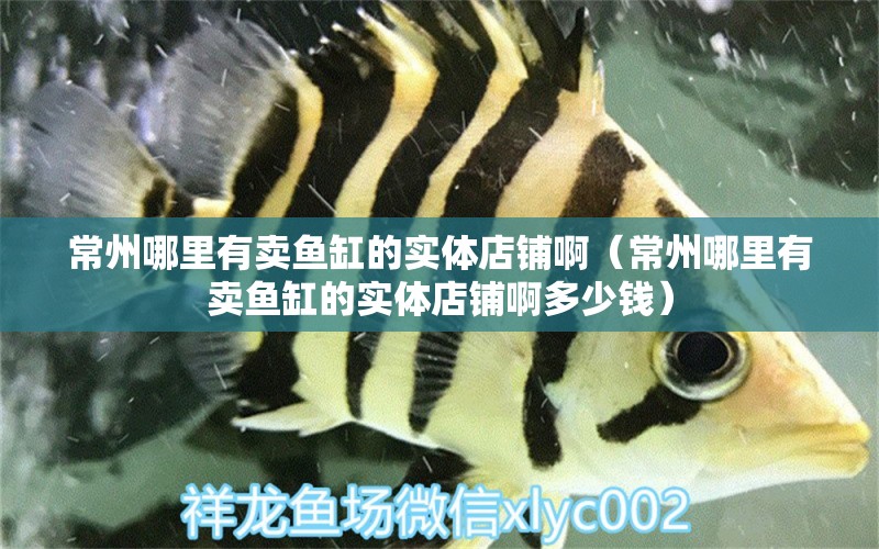 常州哪里有賣魚缸的實(shí)體店鋪?。ǔＶ菽睦镉匈u魚缸的實(shí)體店鋪啊多少錢） 玫瑰銀版魚