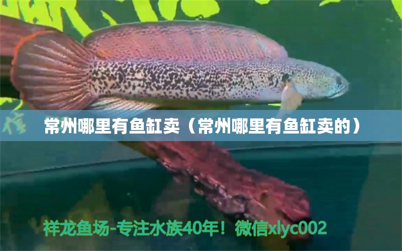 常州哪里有魚缸賣（常州哪里有魚缸賣的）