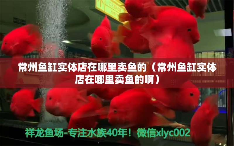 常州魚缸實(shí)體店在哪里賣魚的（常州魚缸實(shí)體店在哪里賣魚的?。? title=