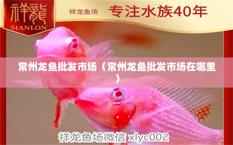 常州龍魚(yú)批發(fā)市場(chǎng)（常州龍魚(yú)批發(fā)市場(chǎng)在哪里）