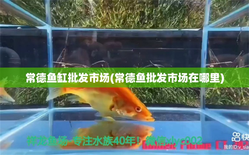 常德魚缸批發(fā)市場(常德魚批發(fā)市場在哪里) 鸚鵡魚