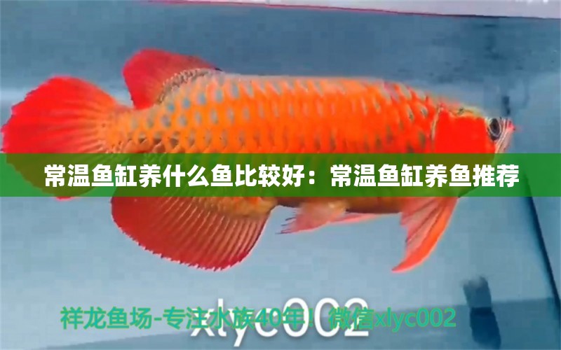 常溫魚缸養(yǎng)什么魚比較好：常溫魚缸養(yǎng)魚推薦 魚缸百科 第2張