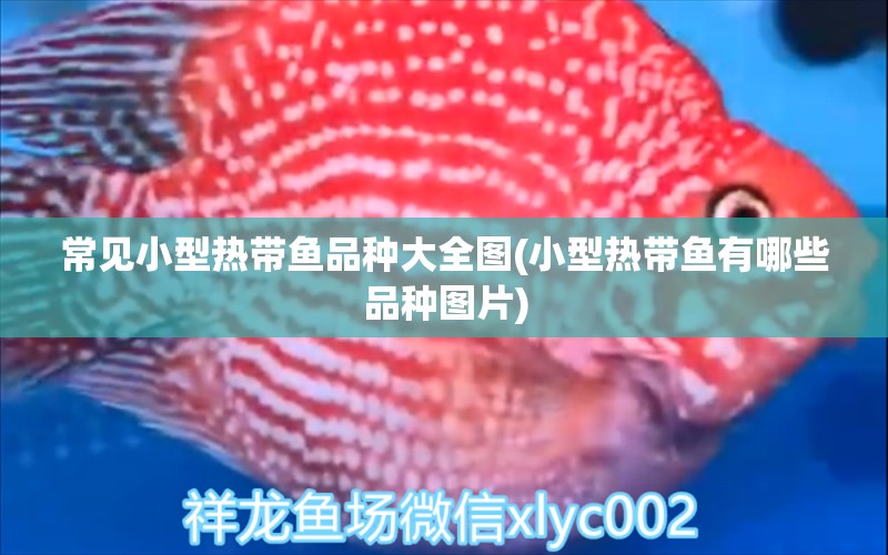 常見(jiàn)小型熱帶魚品種大全圖(小型熱帶魚有哪些品種圖片) 高背金龍魚