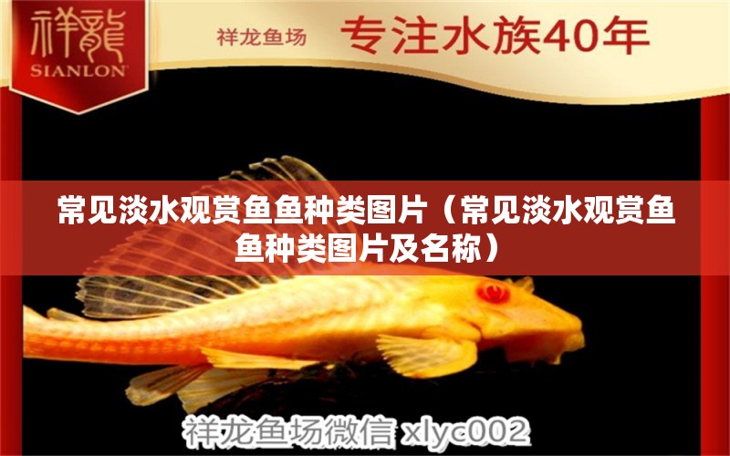 常見淡水觀賞魚魚種類圖片（常見淡水觀賞魚魚種類圖片及名稱）