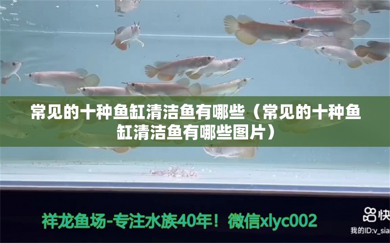 常見(jiàn)的十種魚缸清潔魚有哪些（常見(jiàn)的十種魚缸清潔魚有哪些圖片）