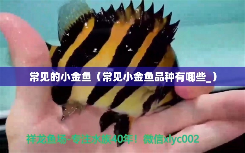 常見的小金魚（常見小金魚品種有哪些_） 黃寬帶蝴蝶魚