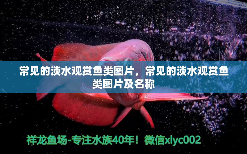 常見的淡水觀賞魚類圖片，常見的淡水觀賞魚類圖片及名稱 撒旦鴨嘴魚 第1張