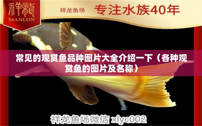 常見的觀賞魚品種圖片大全介紹一下（各種觀賞魚的圖片及名稱） 羽毛刀魚苗