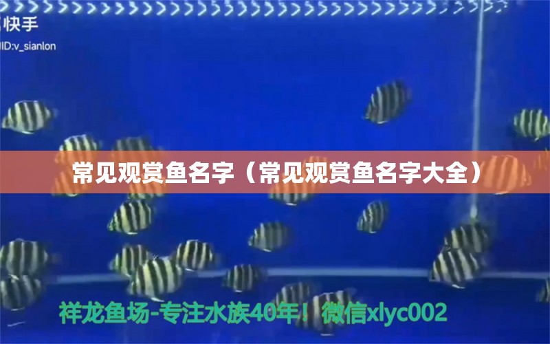 常見觀賞魚名字（常見觀賞魚名字大全） 噴點菠蘿魚