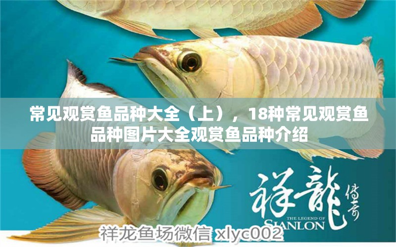 常見觀賞魚品種大全（上），18種常見觀賞魚品種圖片大全觀賞魚品種介紹 白子銀龍魚苗 第1張