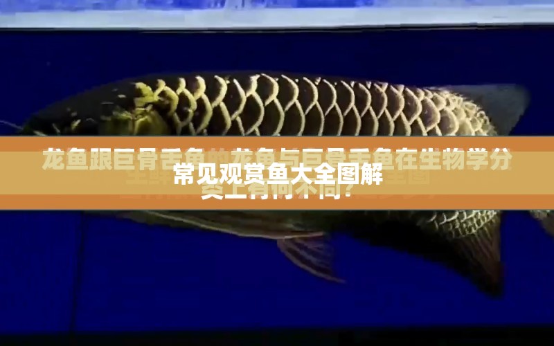 常見觀賞魚大全圖解 水族問答