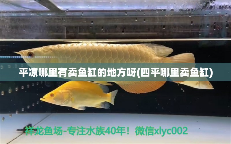 平?jīng)瞿睦镉匈u魚(yú)缸的地方呀(四平哪里賣魚(yú)缸) 細(xì)線銀板魚(yú)苗