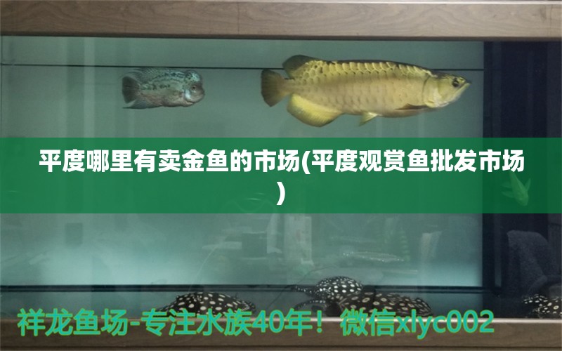 平度哪里有賣金魚的市場(平度觀賞魚批發(fā)市場) 觀賞魚批發(fā)