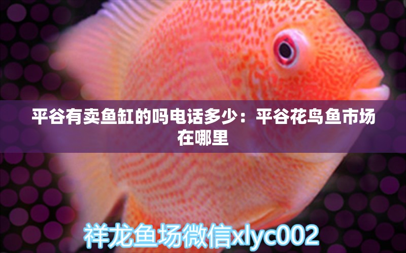 平谷有賣魚缸的嗎電話多少：平谷花鳥魚市場(chǎng)在哪里