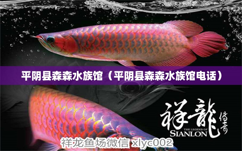 平陰縣森森水族館（平陰縣森森水族館電話） 全國水族館企業(yè)名錄