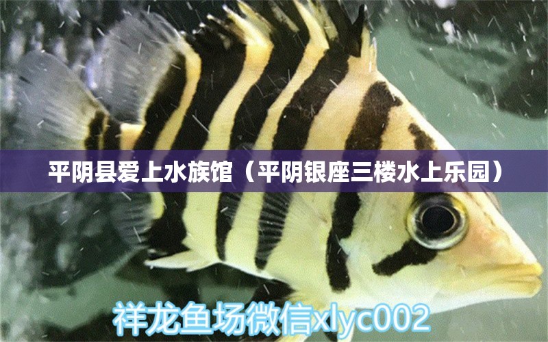 平陰縣愛上水族館（平陰銀座三樓水上樂園）