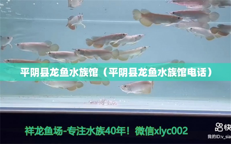 平陰縣龍魚水族館（平陰縣龍魚水族館電話）