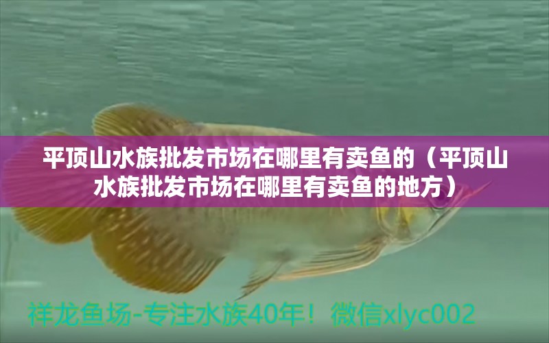 平頂山水族批發(fā)市場(chǎng)在哪里有賣魚的（平頂山水族批發(fā)市場(chǎng)在哪里有賣魚的地方） 觀賞魚水族批發(fā)市場(chǎng)