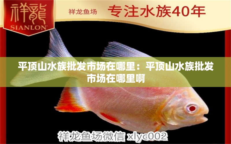 平頂山水族批發(fā)市場(chǎng)在哪里：平頂山水族批發(fā)市場(chǎng)在哪里啊 觀賞魚(yú)水族批發(fā)市場(chǎng)