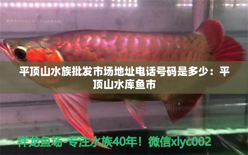 平頂山水族批發(fā)市場地址電話號碼是多少：平頂山水庫魚市