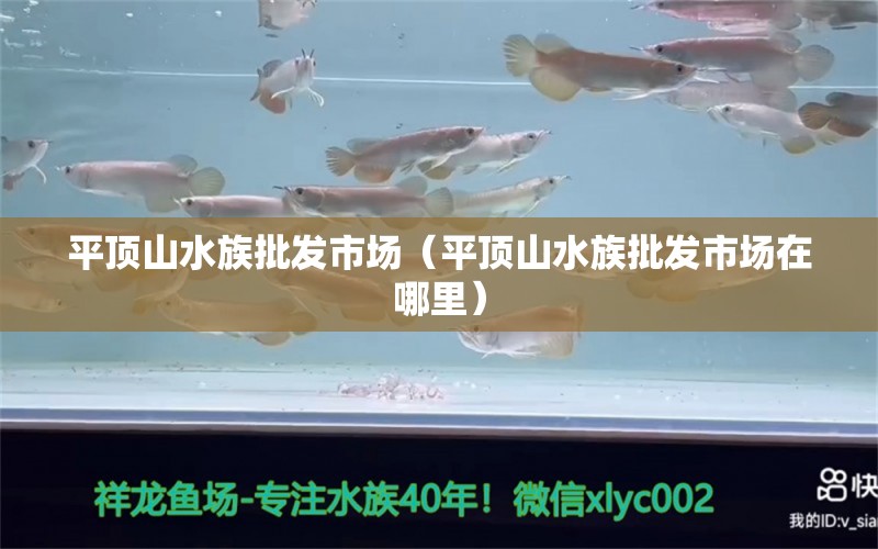 平頂山水族批發(fā)市場（平頂山水族批發(fā)市場在哪里） 觀賞魚水族批發(fā)市場