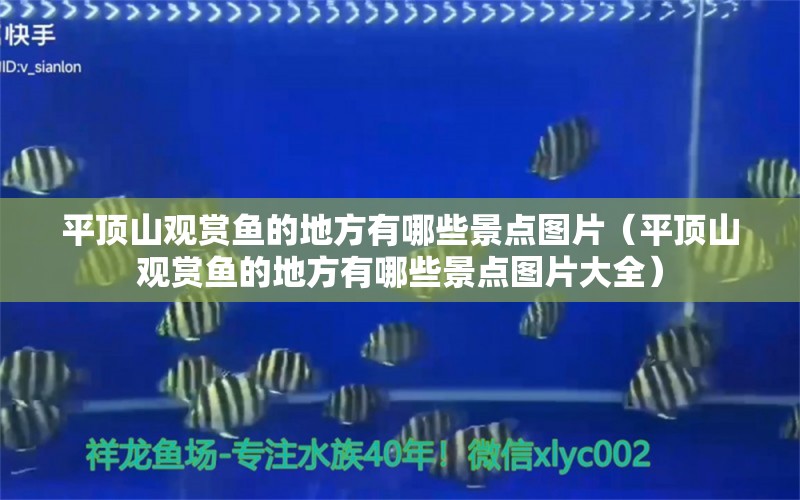 平頂山觀賞魚(yú)的地方有哪些景點(diǎn)圖片（平頂山觀賞魚(yú)的地方有哪些景點(diǎn)圖片大全） 圣菲埃及魚(yú)