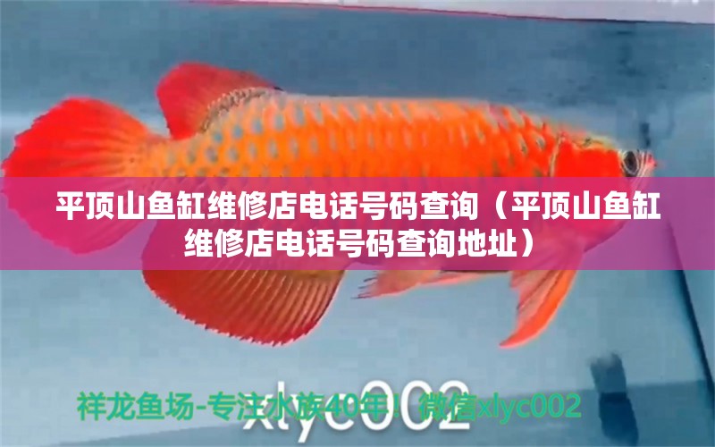 平頂山魚缸維修店電話號碼查詢（平頂山魚缸維修店電話號碼查詢地址） 量子養(yǎng)魚技術(shù)