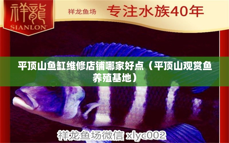 平頂山魚(yú)缸維修店鋪哪家好點(diǎn)（平頂山觀賞魚(yú)養(yǎng)殖基地）