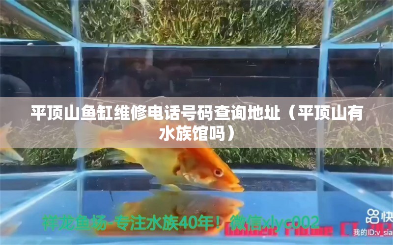 平頂山魚缸維修電話號(hào)碼查詢地址（平頂山有水族館嗎） 量子養(yǎng)魚技術(shù)